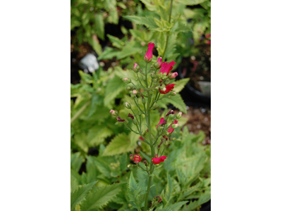 Scrophularia macrantha