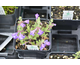 Scutellaria resinosa Smokey Hills