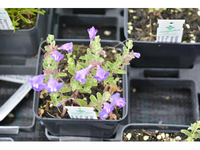 Scutellaria resinosa