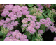 Sedum Beach Party ®
