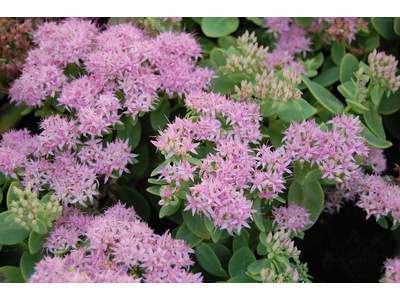 Sedum