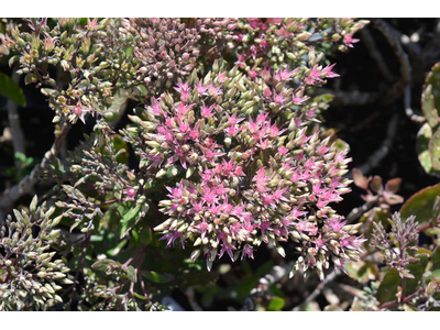 Sedum