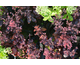 Sedum Chocolate Cherry ®