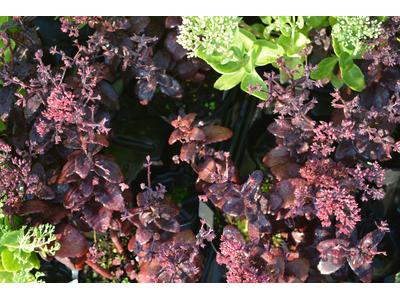 Sedum