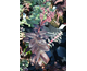 Sedum Purple Emperor