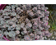 Sedum Sunsparkler ® Blue Elf