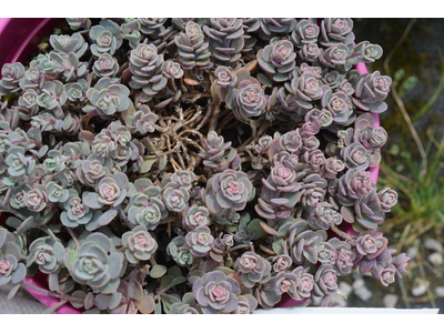 Sedum