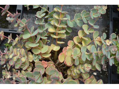 Sedum