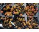 Sedum Yellow Cushion