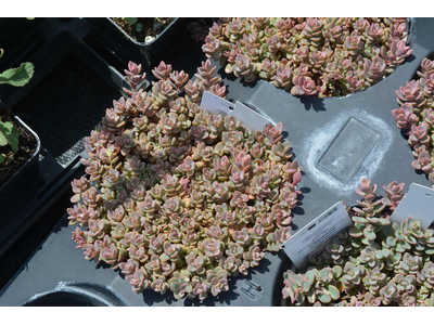 Sedum cauticola