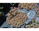 Sedum cauticola Lidakense
