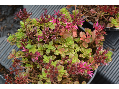 Sedum cauticola