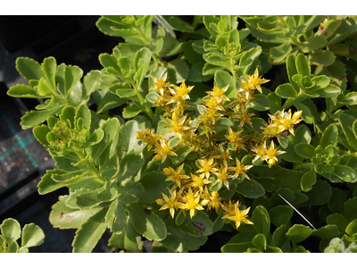 Sedum kamtschaticum