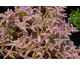 Sedum pulchellum (Seastar)