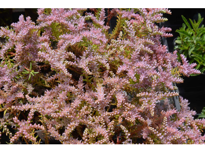 Sedum pulchellum