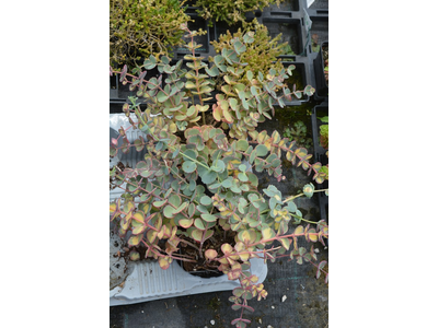 Sedum sieboldii