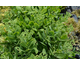 Sedum spectabile Brilliant