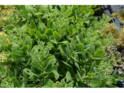 Sedum spectabile