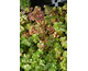 Sedum spurium