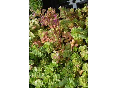 Sedum spurium