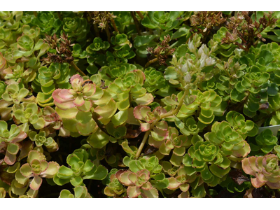 Sedum spurium