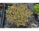 Sedum spurium