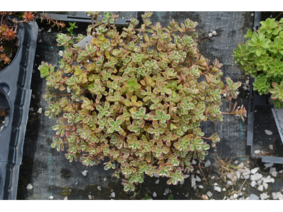 Sedum spurium