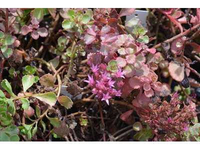 Sedum spurium