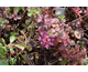 Sedum spurium