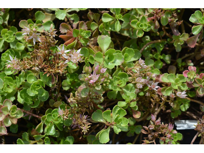 Sedum spurium