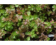 Sedum spurium Coccineum (Purple Carpet)