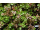 Sedum spurium