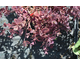 Sedum Sunsparkler ® Firecracker