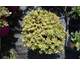 Sedum