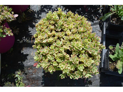 Sedum