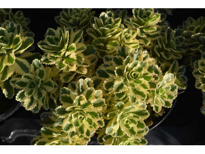 Sedum takesimense