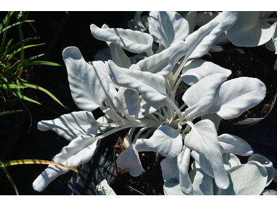 Senecio candicans