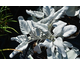 Senecio candicans Angel Wings