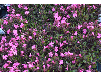 Silene caroliniana ssp. wherryii