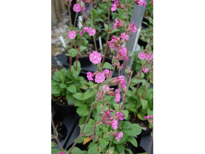 Silene dioica