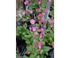 Silene dioica Valley High ®