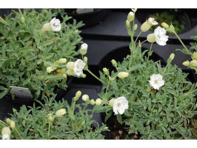 Silene uniflora (maritima)