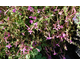 Silene schafta Splendens