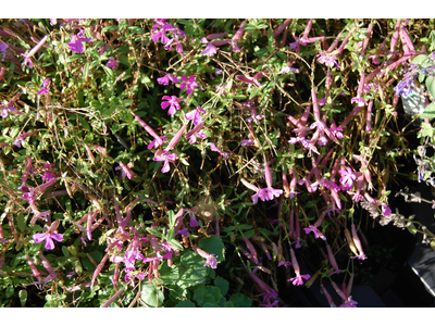 Silene schafta