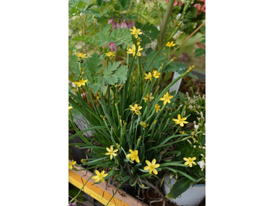 Sisyrinchium californicum