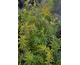 Solidago canadensis