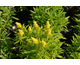 Solidago canadensis Little Lemon