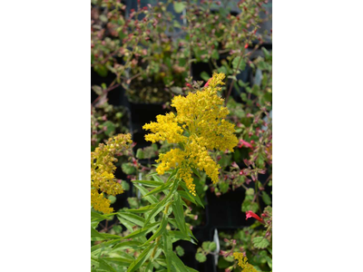 Solidago canadensis