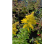 Solidago canadensis Little Miss Sunshine