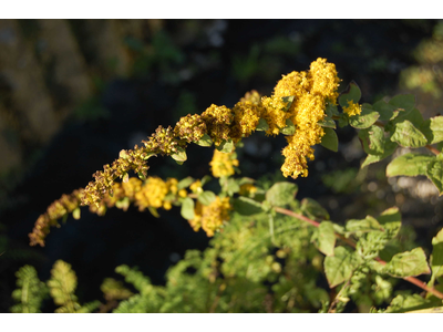 Solidago sphacelata